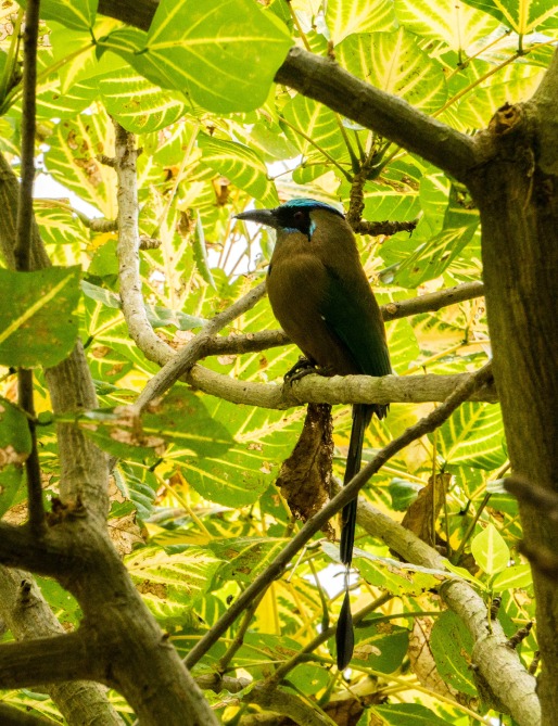 Image hover effect image