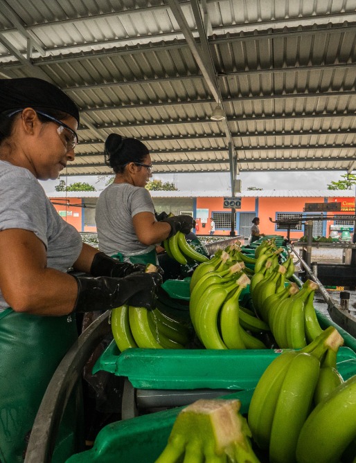 Image hover effect image